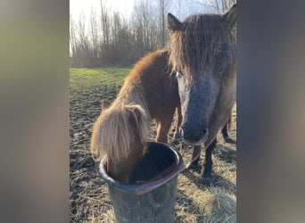 Islandshäst, Valack, 3 år, Grå-mörk-brun