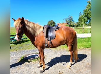 Islandshäst, Valack, 4 år, 135 cm, fux