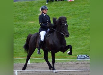 Islandshäst, Valack, 4 år, 135 cm, fux