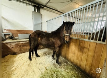 Islandshäst, Valack, 4 år, 140 cm, Brun