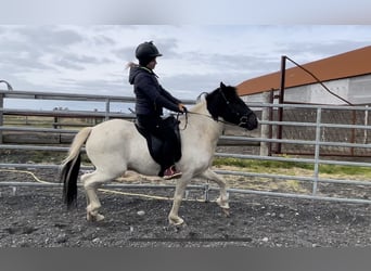 Islandshäst, Valack, 4 år, 140 cm, Pinto