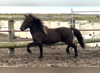 Islandshäst, Valack, 4 år, 144 cm, Svart
