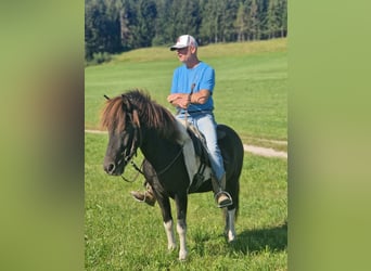 Islandshäst, Valack, 5 år, 136 cm, Pinto