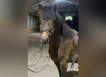 Islandshäst, Valack, 5 år, 137 cm, Brun