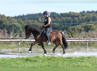 Islandshäst, Valack, 5 år, 138 cm, Brun