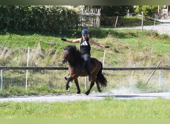Islandshäst, Valack, 5 år, 138 cm, Brun