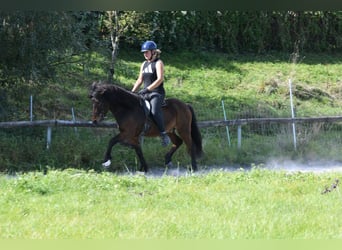 Islandshäst, Valack, 5 år, 138 cm, Brun