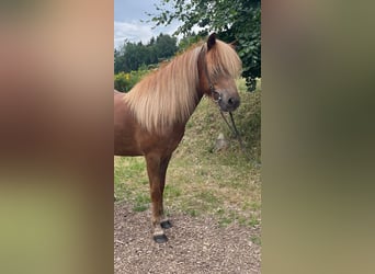 Islandshäst, Valack, 5 år, 140 cm, Fux