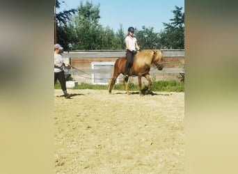 Islandshäst, Valack, 5 år, 140 cm, Fux