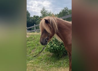 Islandshäst, Valack, 5 år, 140 cm, Fux
