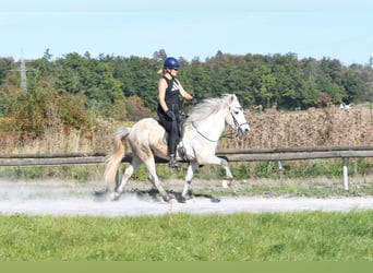 Islandshäst, Valack, 5 år, 142 cm, Grå