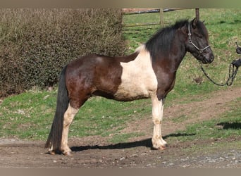 Islandshäst, Valack, 5 år, 145 cm, Pinto