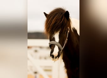 Islandshäst, Valack, 5 år, 145 cm, Pinto
