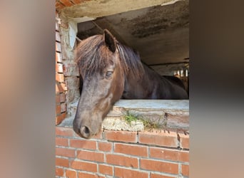 Islandpferd, Wallach, 5 Jahre, 148 cm