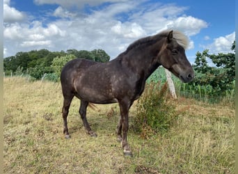 Islandshäst, Valack, 5 år, 148 cm