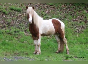 Islandshäst, Valack, 5 år, 148 cm, Pinto