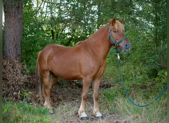 Islandshäst Blandning, Valack, 6 år, 133 cm, fux