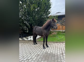 Islandshäst, Valack, 6 år, 138 cm, Svart