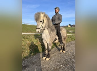 Islandshäst, Valack, 6 år, 139 cm, Grå