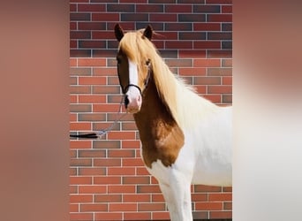 Islandshäst, Valack, 6 år, 140 cm, Pinto