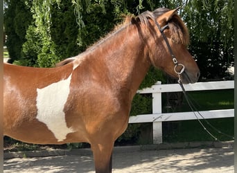 Islandshäst, Valack, 6 år, 143 cm, Pinto