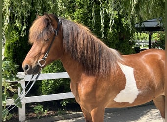 Islandshäst, Valack, 6 år, 143 cm, Pinto