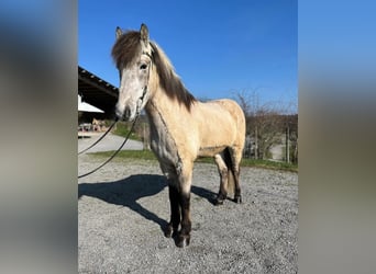 Islandshäst, Valack, 6 år, 147 cm