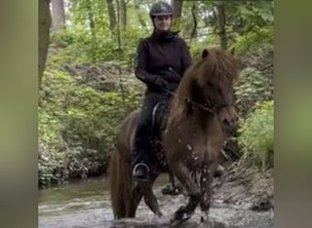 Islandshäst, Valack, 7 år, 137 cm, fux