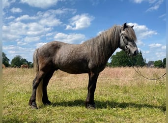Islandshäst, Valack, 7 år, 139 cm, Gråskimmel