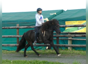 Islandshäst, Valack, 7 år, 140 cm, Svart