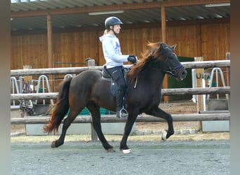 Islandshäst, Valack, 7 år, 140 cm, Svart