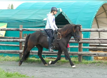 Islandshäst, Valack, 7 år, 140 cm, Svart