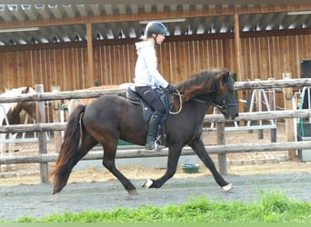 Islandshäst, Valack, 7 år, 140 cm, Svart