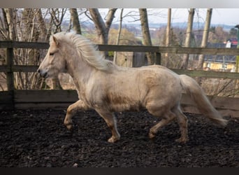 Islandshäst, Valack, 7 år, 141 cm, Palomino