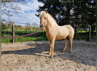 Islandshäst, Valack, 7 år, 141 cm, Palomino