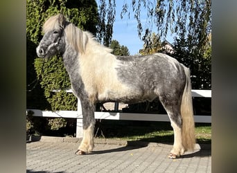 Islandshäst, Valack, 7 år, 143 cm, Pinto