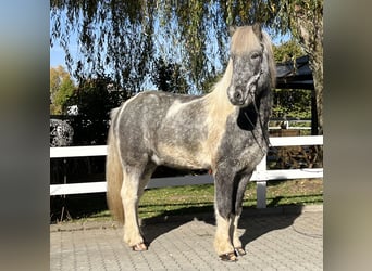 Islandshäst, Valack, 7 år, 143 cm, Pinto