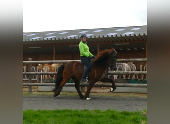 Islandshäst, Valack, 7 år, 144 cm, Svart