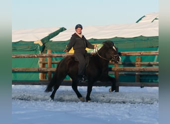 Islandshäst, Valack, 7 år, 145 cm, Svart