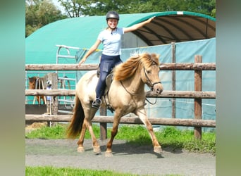 Islandshäst, Valack, 7 år, 146 cm, Black