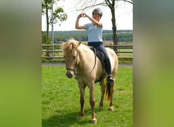 Islandshäst, Valack, 7 år, 146 cm, Black