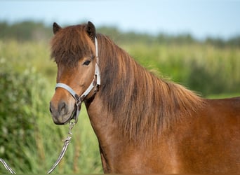 Islandshäst, Valack, 7 år, 148 cm, Brun