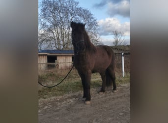 Islandshäst, Valack, 8 år, 140 cm, Svart
