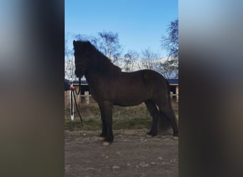 Islandshäst, Valack, 8 år, 140 cm, Svart