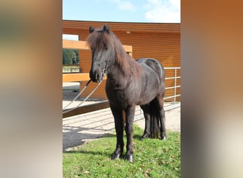 Islandpferd, Wallach, 8 Jahre, 141 cm, Rappe