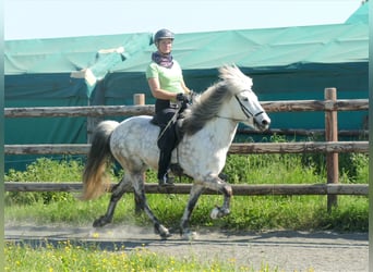 Islandshäst, Valack, 8 år, 143 cm, Grå