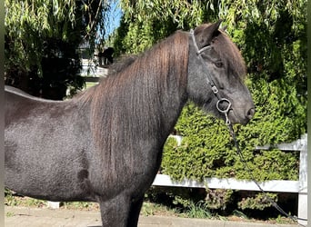 Islandshäst, Valack, 9 år, 143 cm, Svart