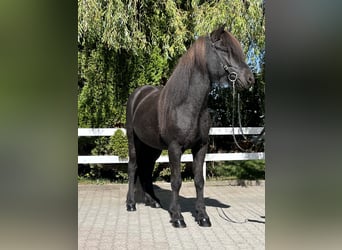 Islandshäst, Valack, 9 år, 143 cm, Svart