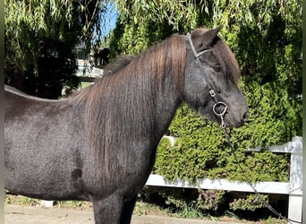 Islandshäst, Valack, 9 år, 143 cm, Svart