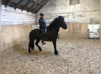 Islandshäst, Valack, 9 år, 148 cm, Svart
